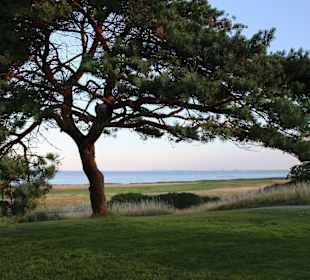 Windzerzauste Kiefern am Öresund