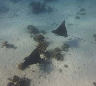 Rochenbesuch während der Delfintour - einmalig!