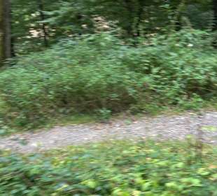 Altwege Rundwanderung Bebenhausen