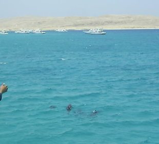 Giftun Insel Delphine!