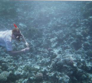 Riff bei Paradies Island