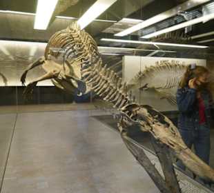 Solch eine sah ich noch nie