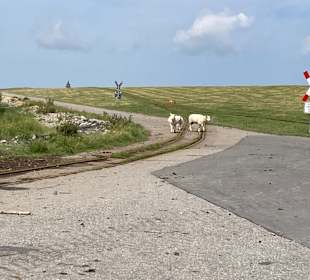 Wandern Dagebüll