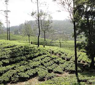 Nuwara Eliya