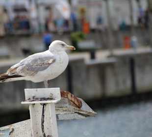 Möwe am Bahnhofskai