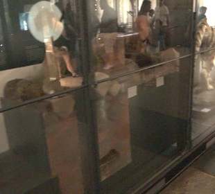 Museum für Naturkunde