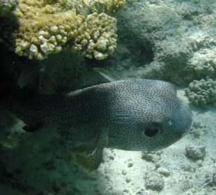 Gepunkteter Igelfisch