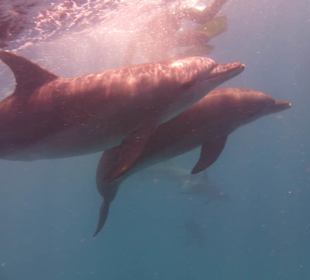 So nah ist man an Ihnen dran... ohne Berührung