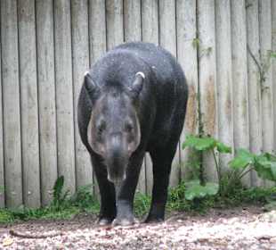 Mittelamerikanischer Tapir