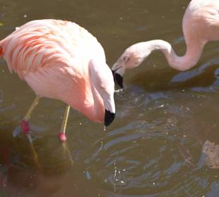 Chile-Flamingos