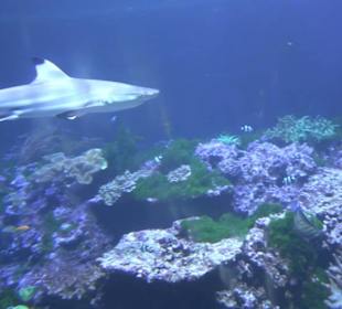 Tierpark Hellabrunn - Fische