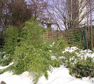 Bambus im Schnee