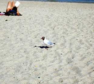 Am Strand von Föhr!