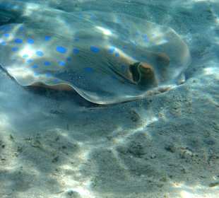 Blaupunktrochen in Strandnähe