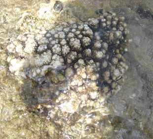 Am Strand die Korallen