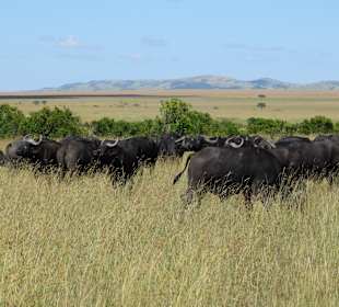 Geführte Touren Aktive Tours & Safaris Masai Mara