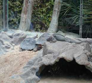 Bild aus dem Loro Park