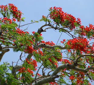 Botanischer Garten "Pamplemousses"