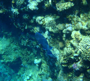 Blauer - Drückerfisch