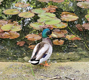 Enten am Forellenbächle