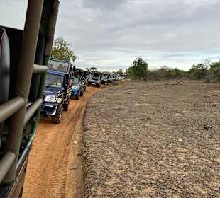 Warten auf den Leopard