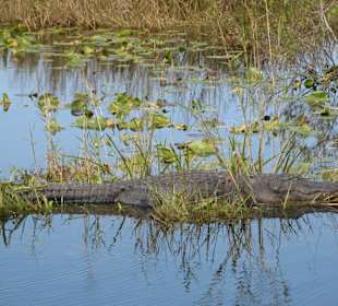 Everglades National Park: Anhinga Trail