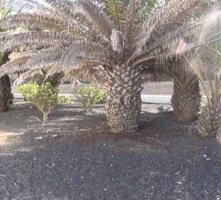 Parroquia San Francisco Javier 