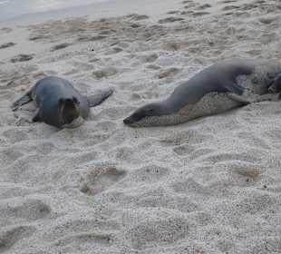 Viele Seelöwen teilweise mit Jungtieren