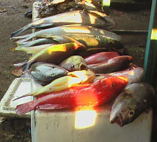 Lauter große Fische zur Auswahl