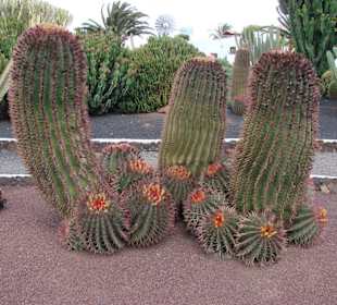 Kakteengarten