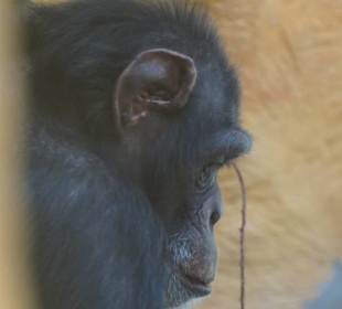 Zoo Arche Noah Grömitz