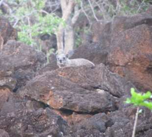 Tsavo West Nationalpark