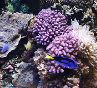 Monterey Bay Aquarium 