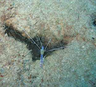 Tauchschule Merlin Sosua