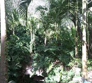 In der Anlage Cenote Ik-Kil