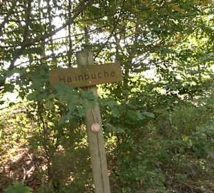 Arboretum Bondorf