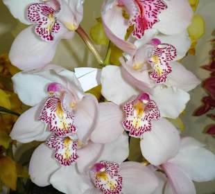 Impressionen vom Blumenfestival in Funchal