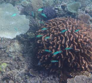 Schnorcheln Kadavu Island