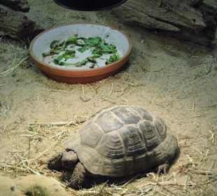 WP LH Herbst Impression