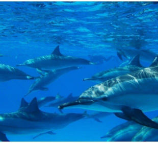 Schwimmen mit Delfinen in Hurghada-Delfintour