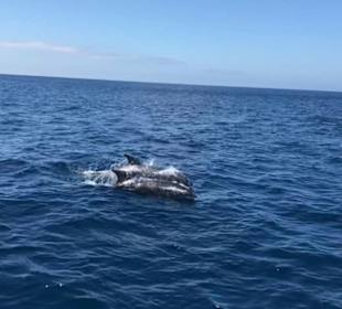 05.06.2018 aus der Odyssee 3 Morro Jable 