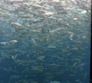 Fische in einer Glasröhre