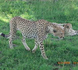 Gepard