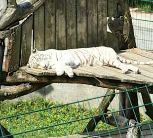 Kameltheater & Weißer Hof