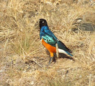 Bunte Vögel im Nationalpark