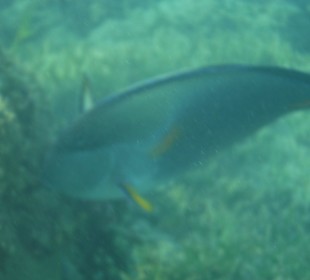 Unterwasseraufnahme am Hausriff