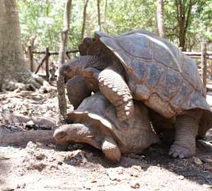 Riesenschildkröten, Prison Island