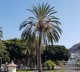 Altstadt Puerto de Mogán