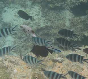 Veranda Palmar Schnorcheln