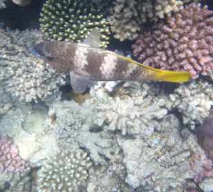 Schnorcheln kann so schön sein 